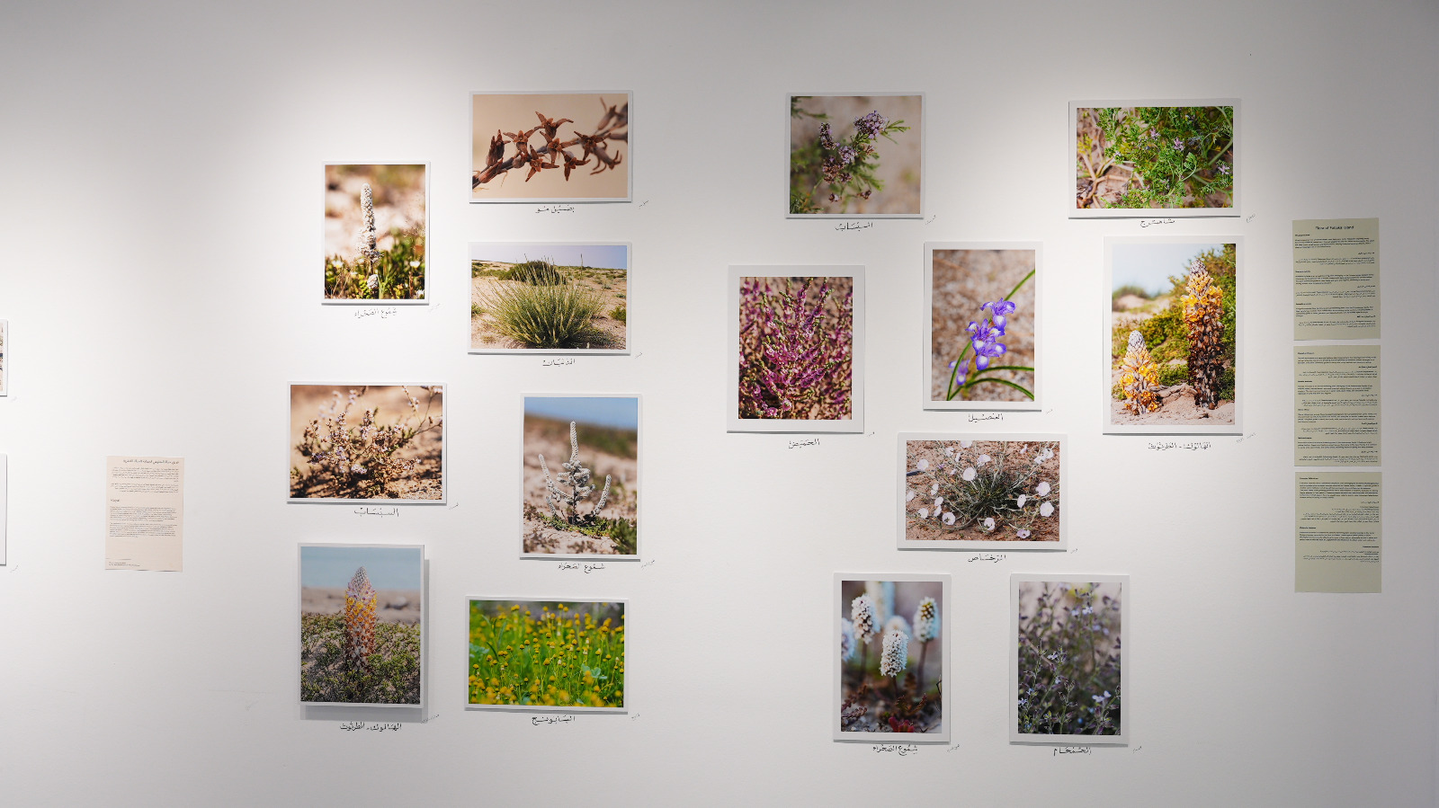 معرض فني كويتي يستحضر تاريخ وحضارة جزيرة فيلكا